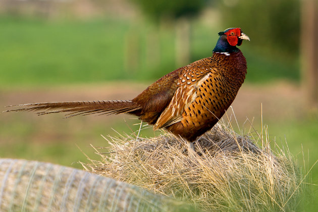 Study finds pheasant link to Lyme disease germ

New research shows ticks are more likely to carry bacteria that cause Lyme disease in areas where pheasants are released

🗞️ Read it here: tinyurl.com/4xzxt7cs
🔗 Subscribe now: tinyurl.com/y5tywx3x

#LymeDisease #TickResearch
