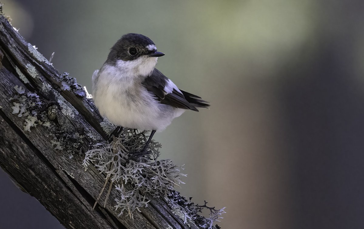 Kevään suuren lintuviikonlopun satoa: Tiira-lintutietopalveluun tiira.fi kirjattiin peräti 23 000 lintuhavaintoa 254 lajista – eniten #kirjosieppo'sta, haarapääskystä, valkoviklosta, pajulinnusta ja valkoposkihanhesta.

📷 Pertti Rasp

#linnut #kevätmuutto