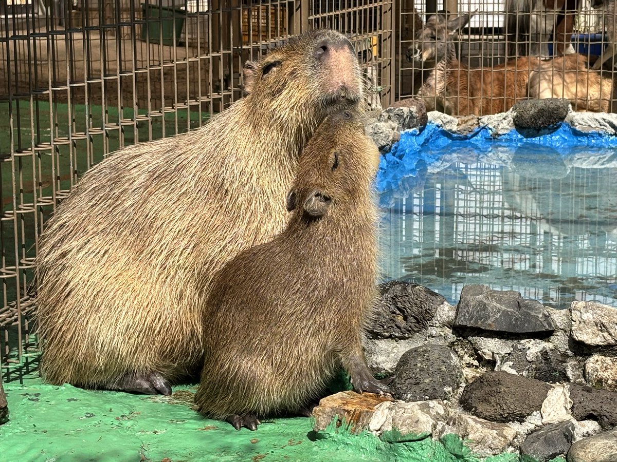 u_kotsukoen's tweet image. 【交通公園レポート】
『かなたの成長記録』です
5月7日で誕生から2ヶ月になります
大きくなりました！
健康で元気にすくすく成長してくれている事に、何より安堵しております
(2枚目の画像は3月30日撮影、誕生から約1ヶ月の画像です)