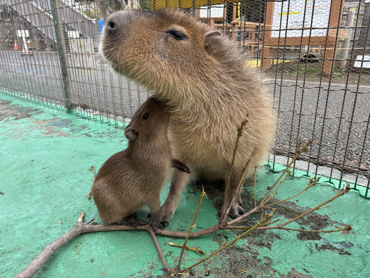 u_kotsukoen's tweet image. 【交通公園レポート】
『かなたの成長記録』です
5月7日で誕生から2ヶ月になります
大きくなりました！
健康で元気にすくすく成長してくれている事に、何より安堵しております
(2枚目の画像は3月30日撮影、誕生から約1ヶ月の画像です)