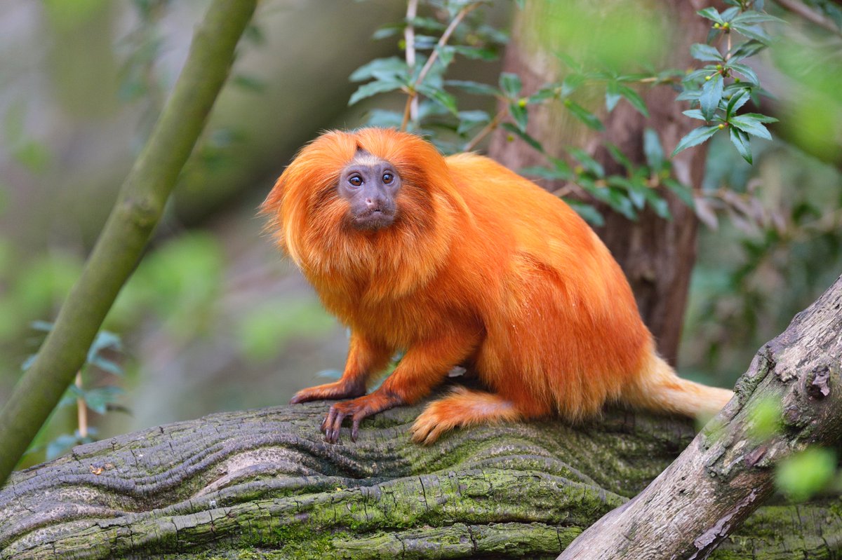AnimalPlanet's tweet image. The golden lion tamarin 💛

#DidYouKnow golden lion tamarins live in groups and are known to share their foods by actively passing it around!

📸: Raimund Linke

#primate #wildlife
