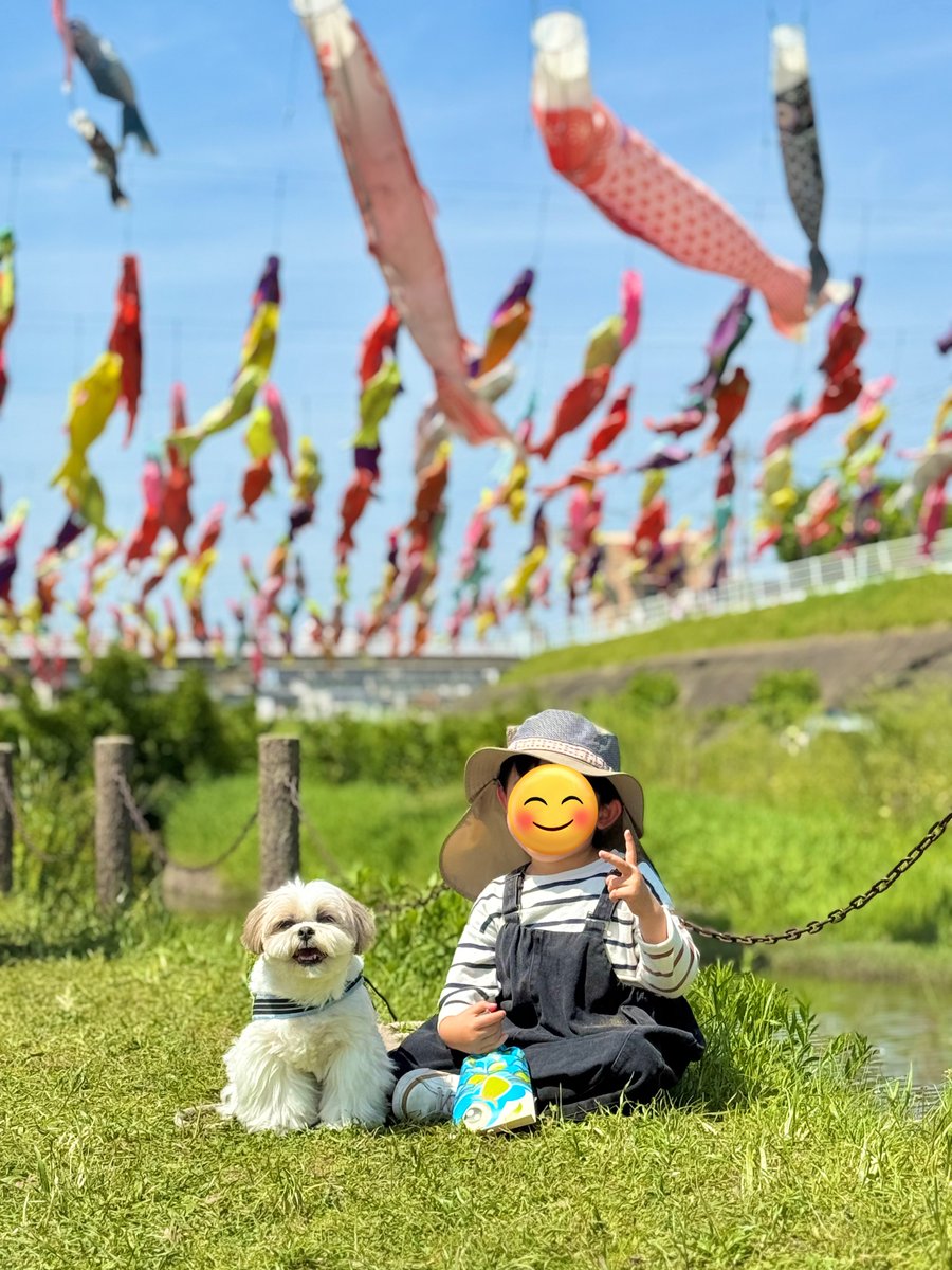 シーズーはに丸🐶💕 on X