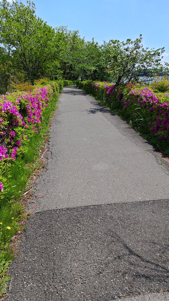 ultrachef666's tweet image. 今日は千葉県の手賀沼公園~手賀沼遊歩道を歩きました。
昔よくここを散歩してました
しばらく行かないうちに新しい道が増えてました。
個人的に最強の散歩ルートです。