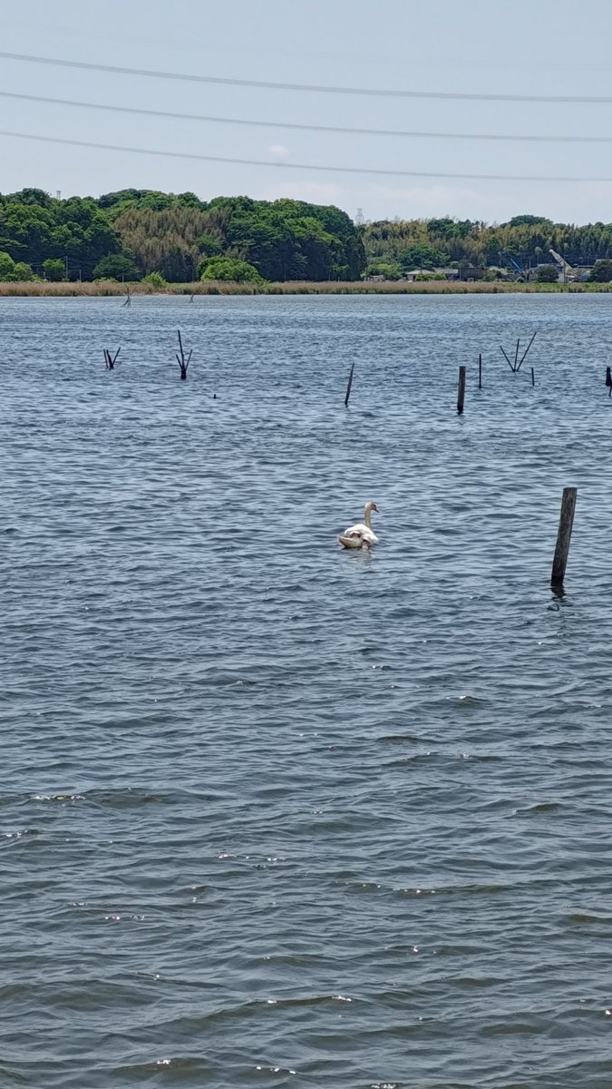 ultrachef666's tweet image. 今日は千葉県の手賀沼公園~手賀沼遊歩道を歩きました。
昔よくここを散歩してました
しばらく行かないうちに新しい道が増えてました。
個人的に最強の散歩ルートです。
