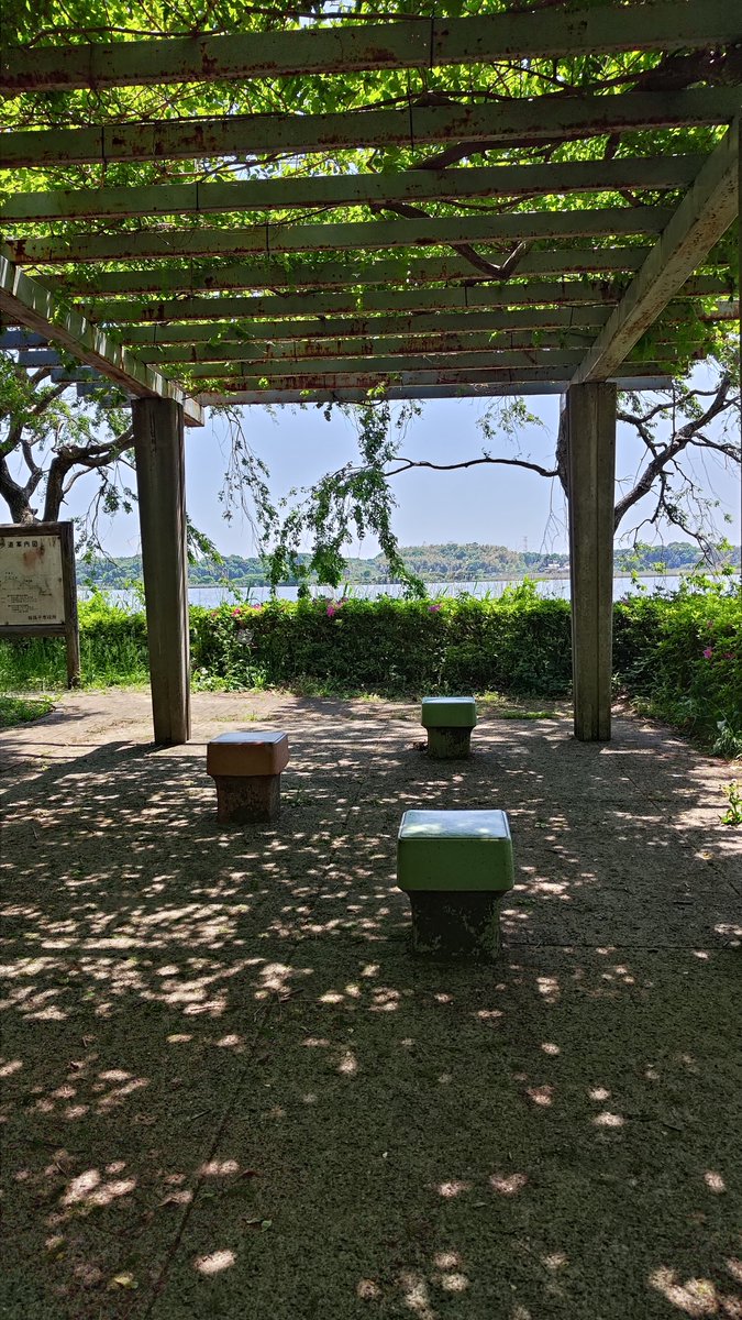 ultrachef666's tweet image. 今日は千葉県の手賀沼公園~手賀沼遊歩道を歩きました。
昔よくここを散歩してました
しばらく行かないうちに新しい道が増えてました。
個人的に最強の散歩ルートです。
