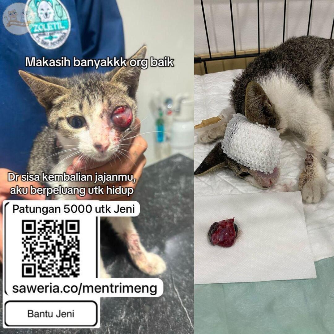 kochengfs's tweet image. kcg! TW // LUKA
kaka2 ijin open donasi🙏🏻

Jeni ud berani operasi, skrg yuk kita sm2 bantu dia pulih
Pemulihan btuh 235rb/hr (suntik antibiotik dll, min 7hr)

Yuk patungan 5rb aja
Cm sbgkus gorengan tp seberarti itu bagi Jeni

Yg mau adopt blh DM ya😭
Mksh bnyk🙏🏻