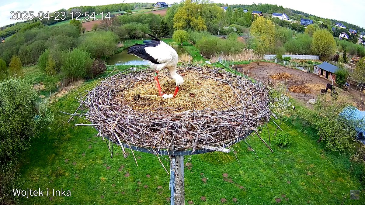 Btom1970Btom's tweet photo. Egg laying
Lublewo, Poland
Follow my channel for more interesting videos and pictures!
Here👉https://t.co/y7cXy7AHpT⁩ 
#tamasbirds #birds #birdwatching #storks #birdcameras #birdnest #eggs https://t.co/eAsxbooZSi