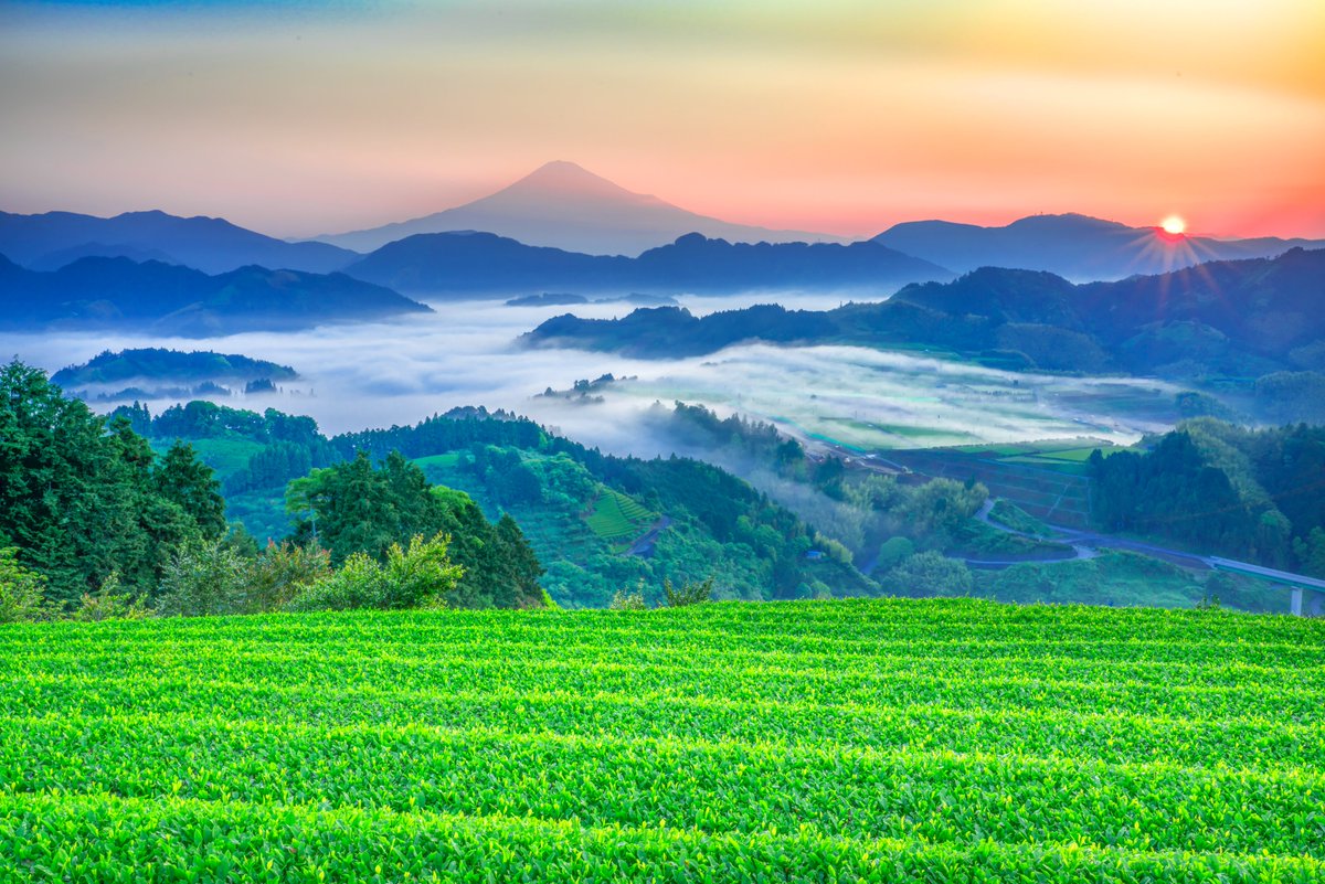 Shizuoka vilayetinde bir çay bahçesi 🌱

Bu dönem Japonya’da yeşil çay bahçelerinin filizlendiği ve çayın en lezzetli olduğu zamandır. 😊🍵