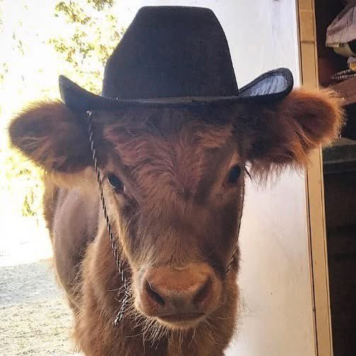 Clover 🍀🐮 Live2D | comms closed (@moomooclover) on Twitter photo 