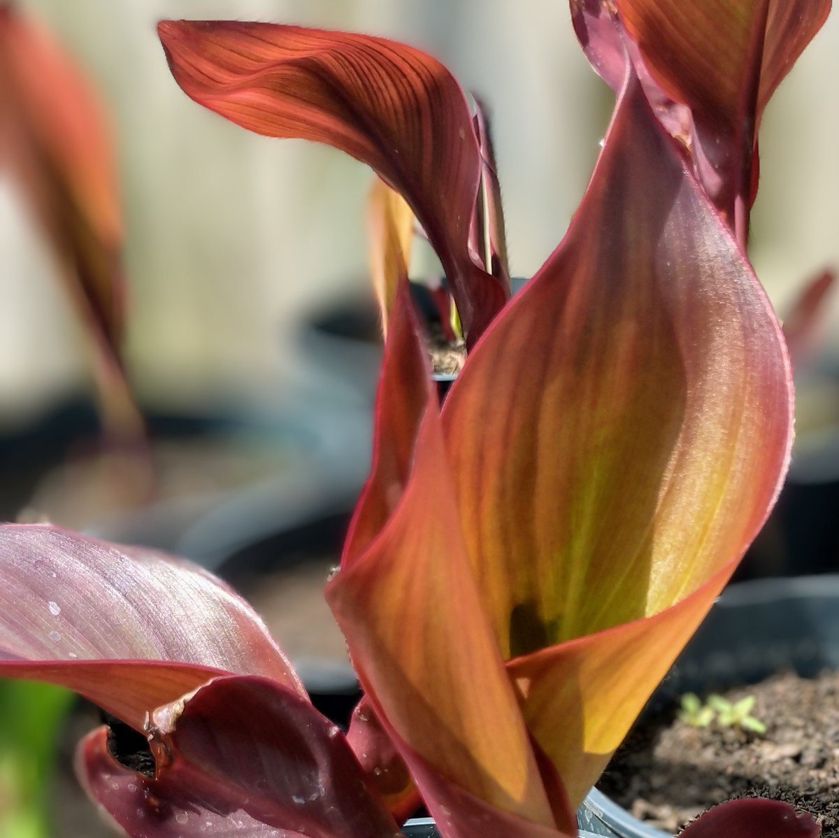 Paul Dalton tweet media