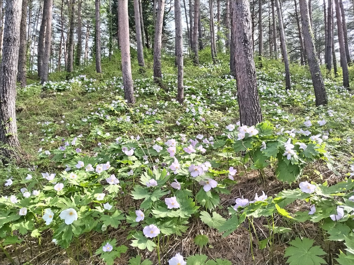 半田山のシラネアオイ群生地です！
爽やかな花が見頃です♪

#空ネット
#桑折町
#半田山