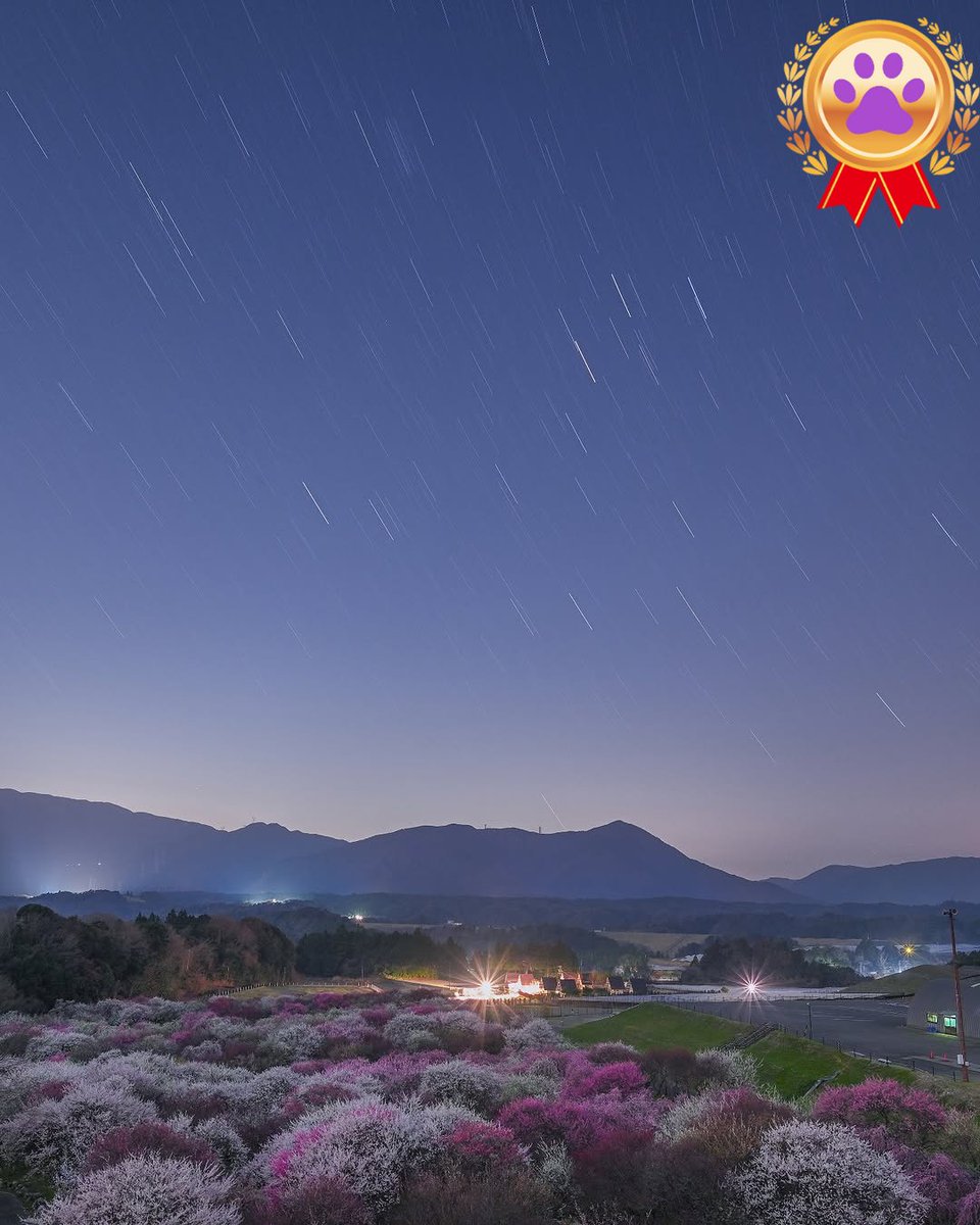 nekocafe_star's tweet image. 5月5日、星空gallery
「今日の1枚」より
📷photographer : @photoikuyorih
instagram.com/p/DJQ1BOdRIHD/
#猫のいる星空cafe