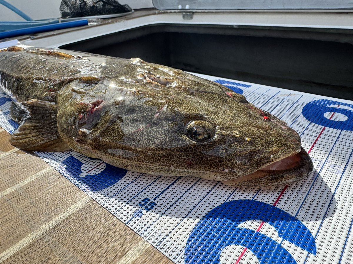 きまぐれクック@かねこ🔪🐡 tweet media