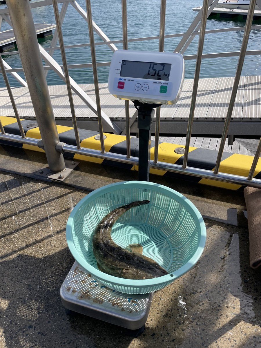 きまぐれクック@かねこ🔪🐡 tweet media