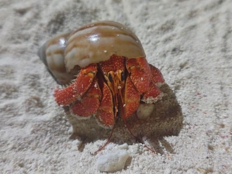 A strawberry hermit crab using a giant African land snail shell is one of the land hermit crab species found on Taiping Island, the largest natural island in the Nansha Islands last year.
(Courtesy of NAMR)