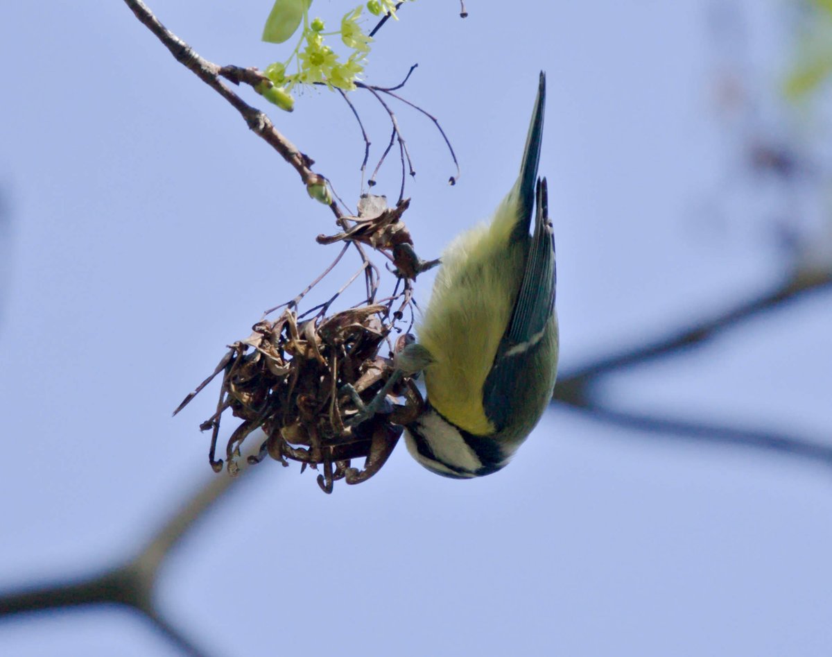 Good morning 🌥️

Wish you all a beautiful day and a productive start in the new week with a 📸 of a Eurasian blue tit doing some morning acrobatics.

🇩🇪 Blaumeise  | 🇵🇱 Sikorka Modraszka | 🇬🇷 Γαλαζοπαπαδίτσα | 🇺🇦 Синиця блакитна