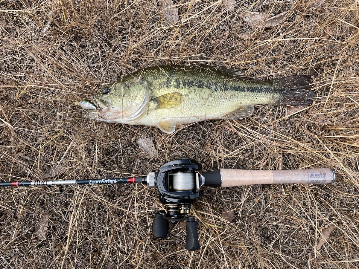 smash_bomber's tweet photo. 弱いロッドで小バスを釣るのも楽しい
入手翌日に入魂ってのも嬉しいね
#zoomsafari https://t.co/bPdjNALHds