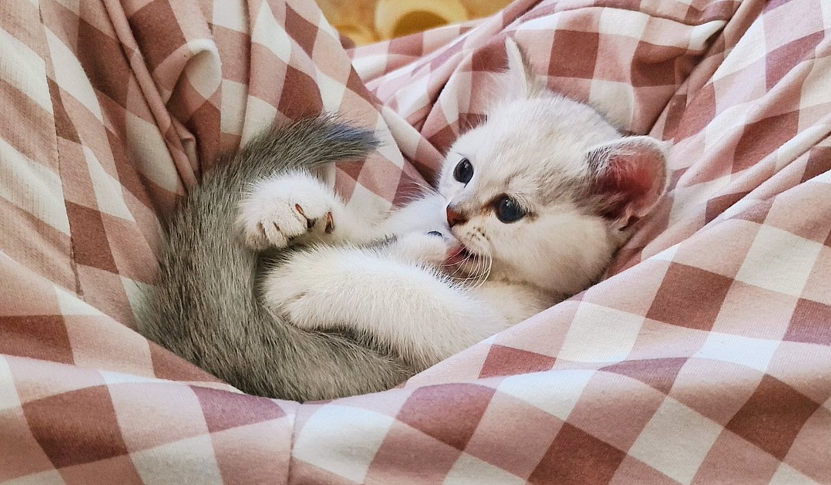 うちの新メンバー😇😚