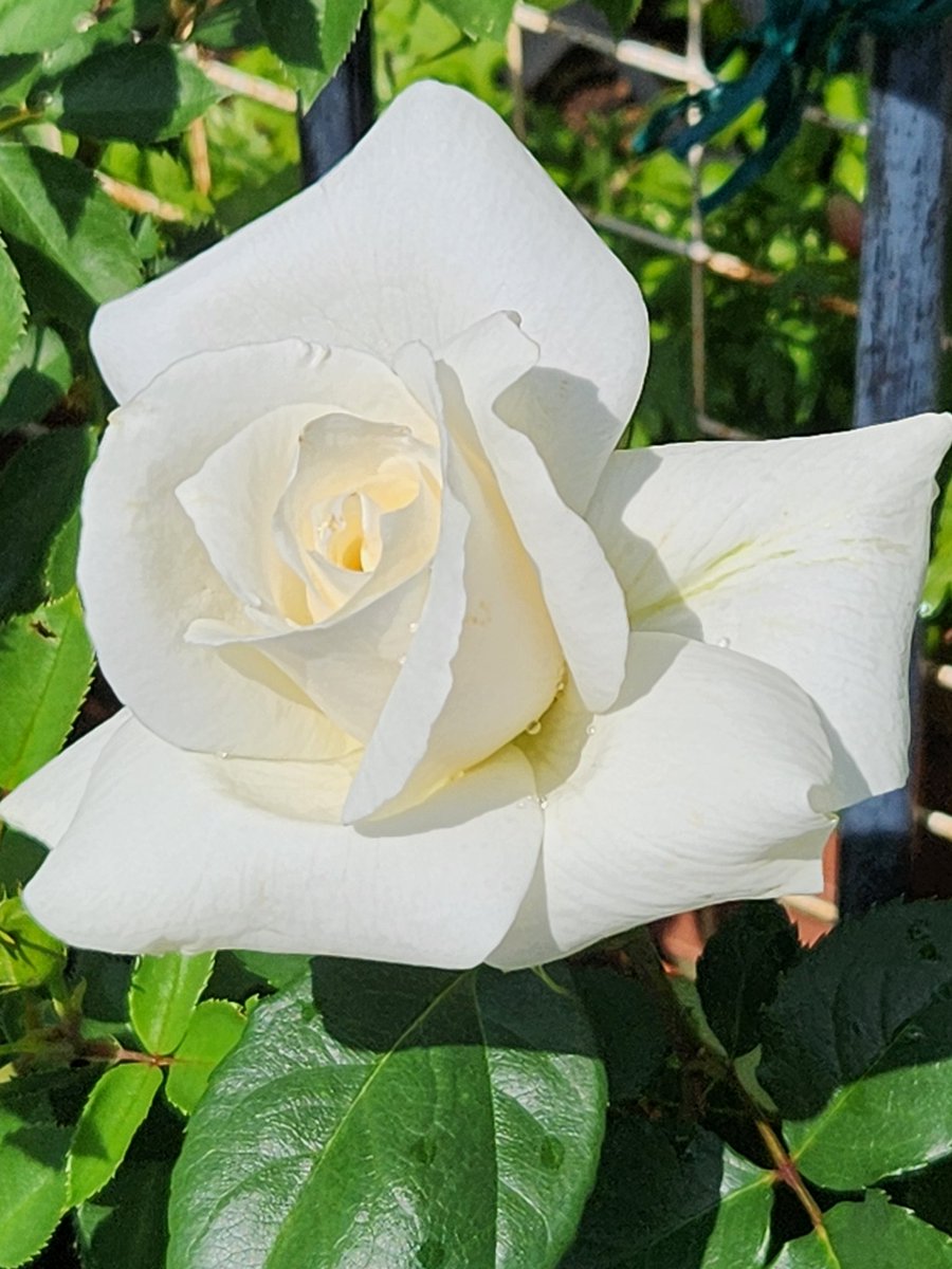 バラが、咲きました。