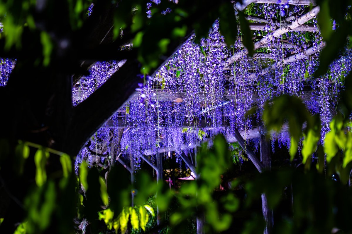 iolicheeee's tweet photo. 都会、夜の藤
撮影場所：亀戸天神社
撮影日時期：2024/04末

■CAMERA
Panasonic S5II (DC-S5M2)

■EDIT
Adobe Lightroom Classic

#風景 #ライトアップ #花 #花びら #藤の花 #藤 #亀戸天神社 #亀戸 #錦糸町

#lumix #s5ii
#japan #nippon #japan_photo
#photo_travelers #photo_shorttrip #小旅行 https://t.co/A7cTHQ1MGu