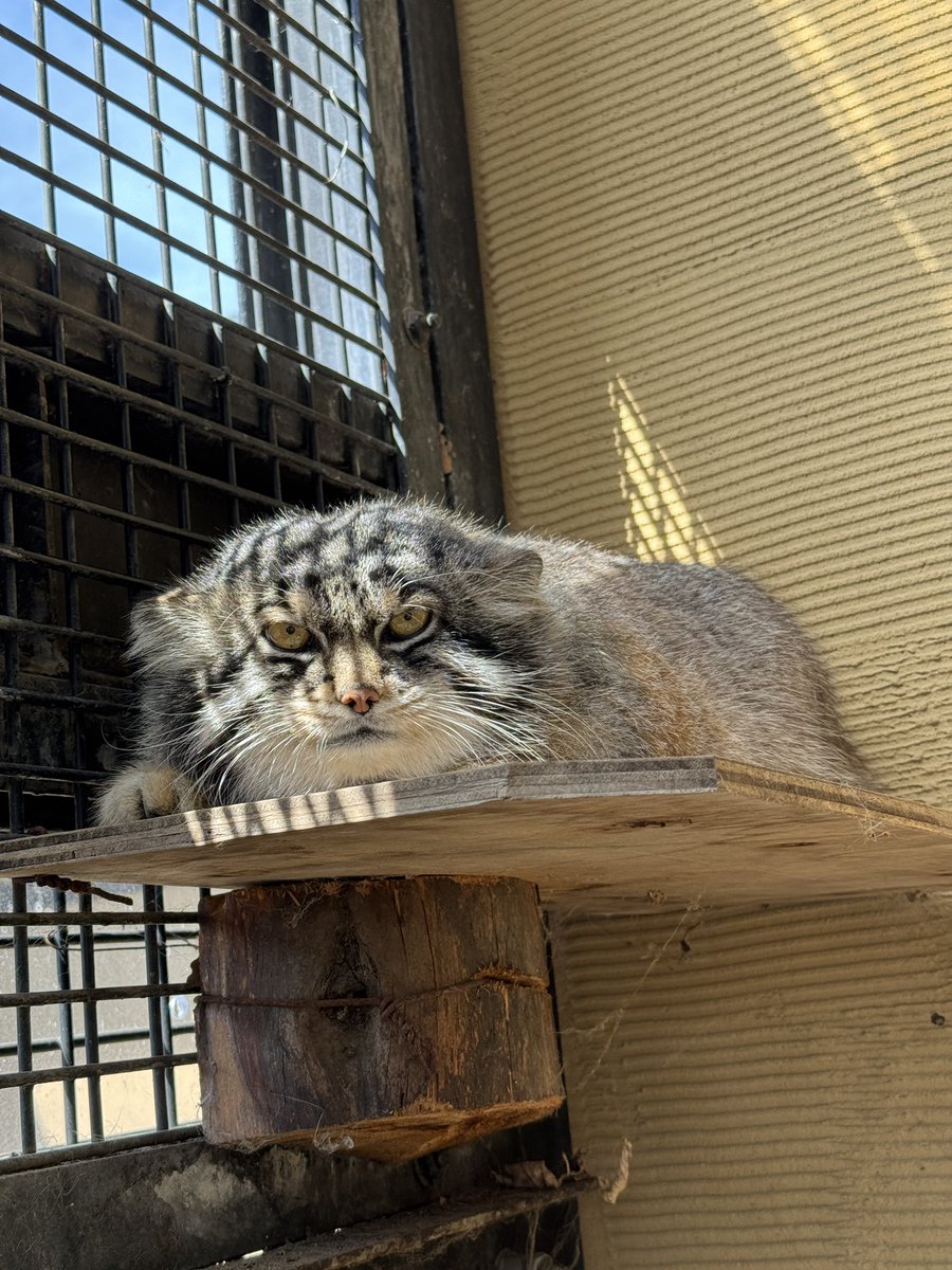 先週のマヌルネコのグルーシャ👀

#旭山動物園　#asahiyamazoo
#マヌルネコ　#pallasscat    #グルーシャ