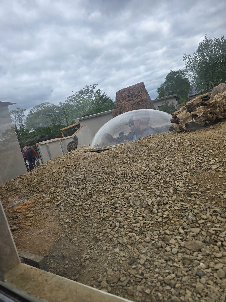 DeniseDickson tweet media