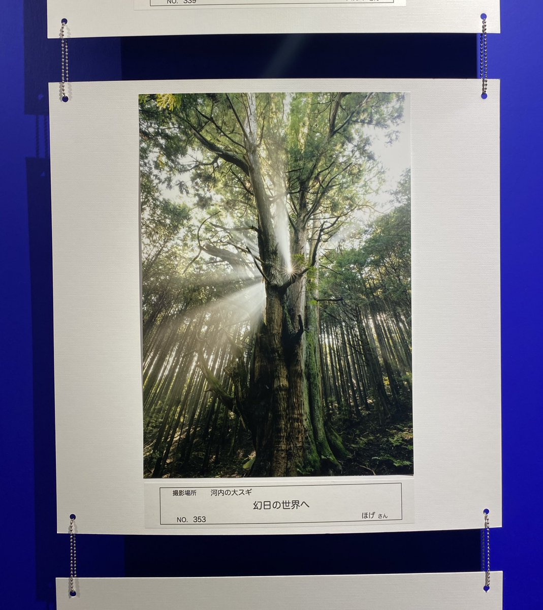 あらためて、先日、つじ写真館さんのフォトコンで展示していただいた写真を撮ってきました

河内の大スギは行くのは大変でしたが、偶然時間や天候等の条件がよく太陽を背にした神々しい情景に出会うことができ、このままヌマヅへ行けそうな気さえしました…
#Aqours9周年展示会
#沼津のココが好き