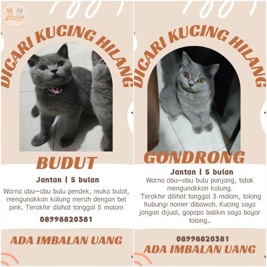 kochengfs's tweet image. ‼️ KUCING HILANG ‼️

Teman-teman kcg! mohon bantuannya ya! Barangkali ketemu 2 ekor anabul abu-abu (foto tercantum) di daerah Surabaya bisa segera hubungi nomor tertera😭🙏🏻 Ada imbalan uang bagi yang menemukan, terima kasih banyak!

📍 Lokasi: Waringin, Surabaya