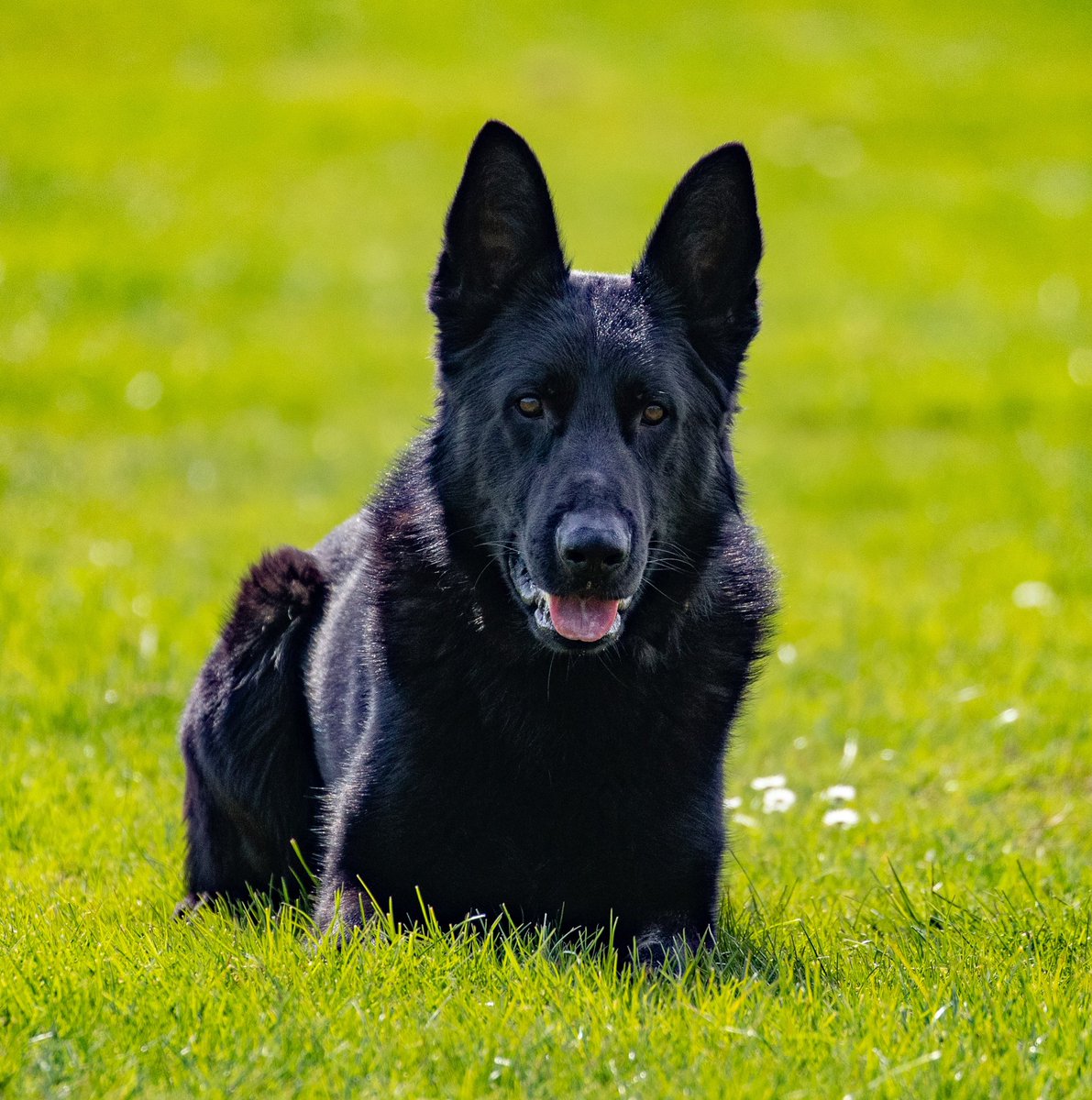 Kent Police Tactical Operations (@kptacops) on Twitter photo Yesterday PD KIT alongside Handler PC Bowman and S/Sergeant Frost <a href="/KentSpecials/">Kent Police Specials (UK)</a> deployed to Newington following reports of an RTC where a suspected drink driver had fled the scene.
There was no hiding from PD KIT - 1 Male now in custody for drink driving and other offences -CF Yesterday PD KIT alongside Handler PC Bowman and S/Sergeant Frost <a href="/KentSpecials/">Kent Police Specials (UK)</a> deployed to Newington following reports of an RTC where a suspected drink driver had fled the scene.
There was no hiding from PD KIT - 1 Male now in custody for drink driving and other offences -CF