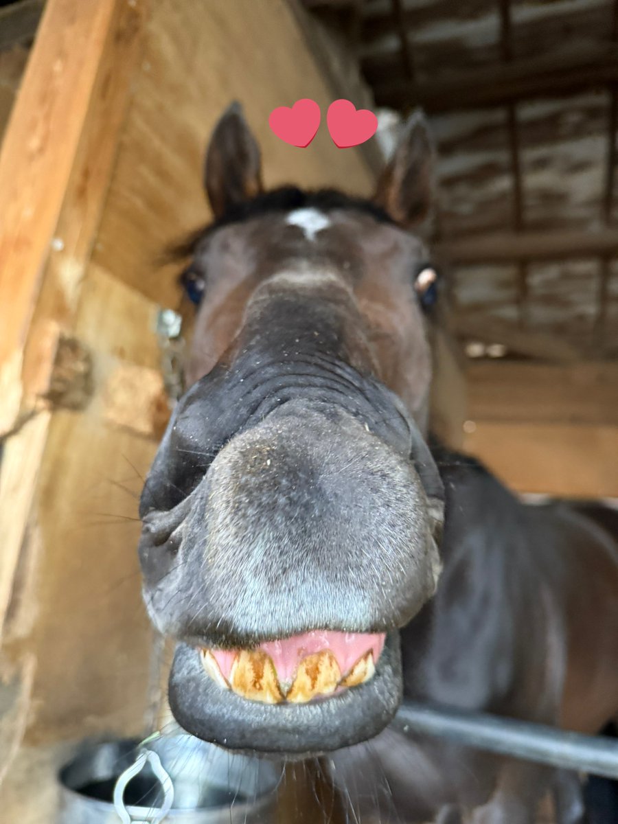 船橋開催初日でしたが、厩舎からの出走はありませんでした。

前回、写真の投稿が遅れてしまったエポカデルソーレが笑顔を撮らせてくれました😊

笑って笑ってー！と言うと本当に笑ってくれました🤭

明日からまた、幻厩舎の馬達の応援をよろしくお願いします🐴✨