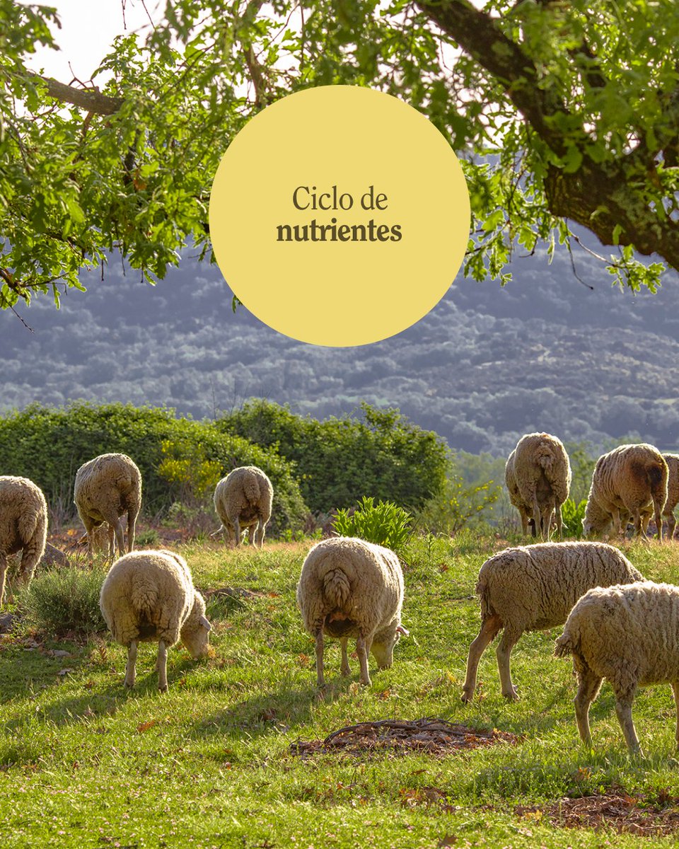 🌱🐑 El #pastoreo no es solo tradición: es clave para suelos sanos y fértiles.

Así ayuda👇
1️⃣ Aporta nutrientes (heces/orina)
2️⃣ Activa microorganismos
3️⃣ Mejora la estructura del suelo
4️⃣ Cierra el ciclo natural de nutrientes

💚 ¡Pastoreo sostenible = ecosistemas vivos!