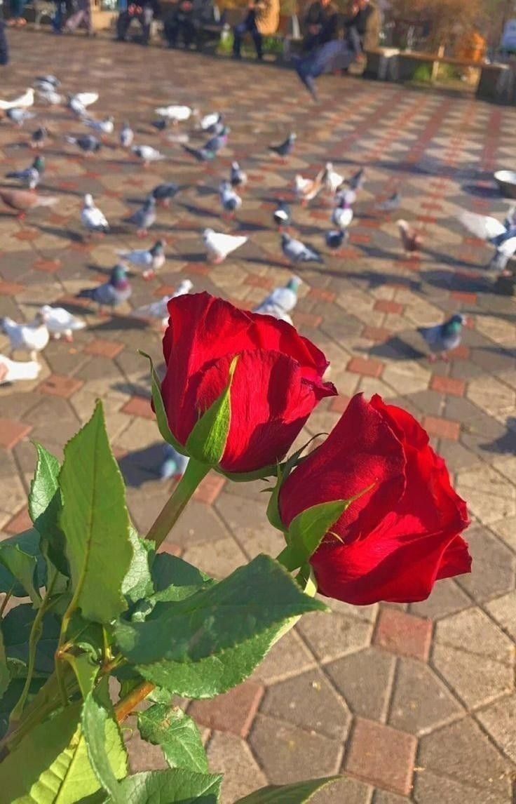 خالدية❤️ tweet media
