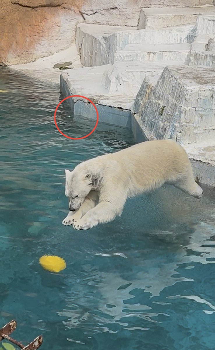 実は今日ホウちゃんのプールにペットボトルが投げ込まれました
ワタシはスグに案内係の人に言い、
その後に飼育員さんにも言いましたが約1時間くらいそのままだったようで違う方が園に直接連絡されたみたいで展示中止になりペットボトルは回収されたようですが1部食べてしまったかもとの事
#ホウちゃん