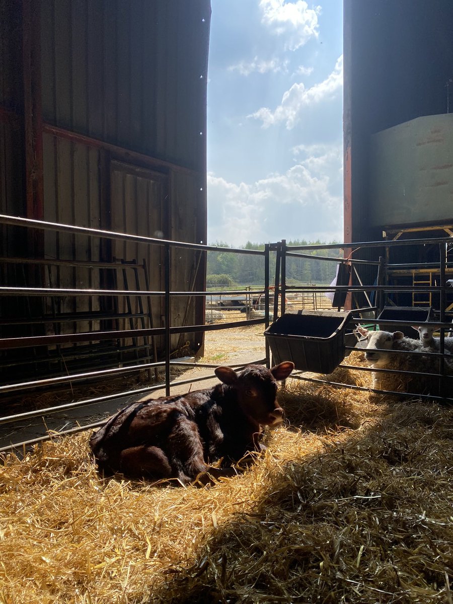 jack_kooreman's tweet photo. Fantastic spring working away from home at Foxburrow Farm. Second year lambing but first year properly getting involved in calving and cattle work. Lots learnt and thanks to those who have put time into teaching me. Roll on next year👌 #lambing #calving https://t.co/85zYXpf4eu