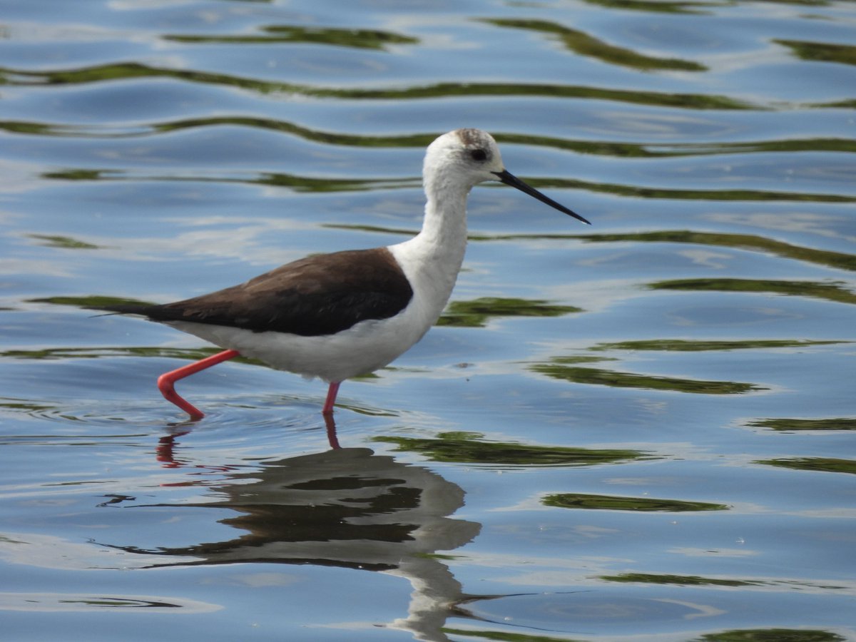TimNobby's tweet image. Thanks to Claire for getting  the news out quick of a pair of Black-winged Stilt on patch this afternoon. Black Hole marsh Seaton, Devon.