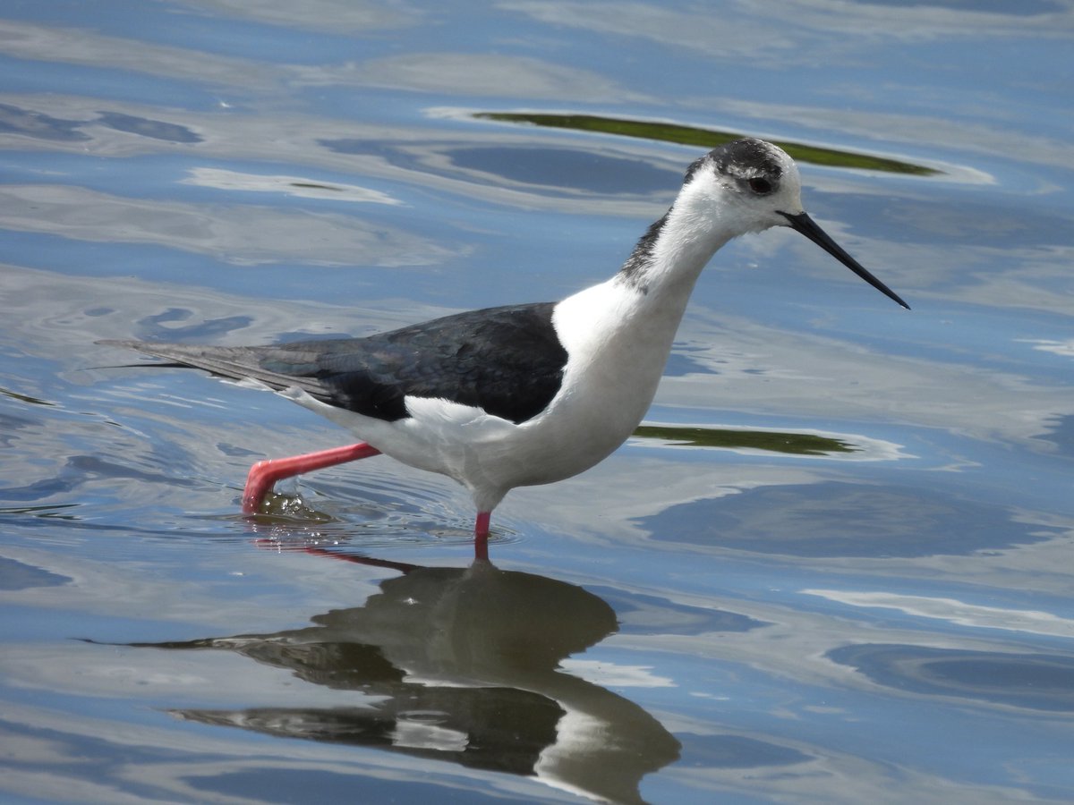 TimNobby's tweet image. Thanks to Claire for getting  the news out quick of a pair of Black-winged Stilt on patch this afternoon. Black Hole marsh Seaton, Devon.
