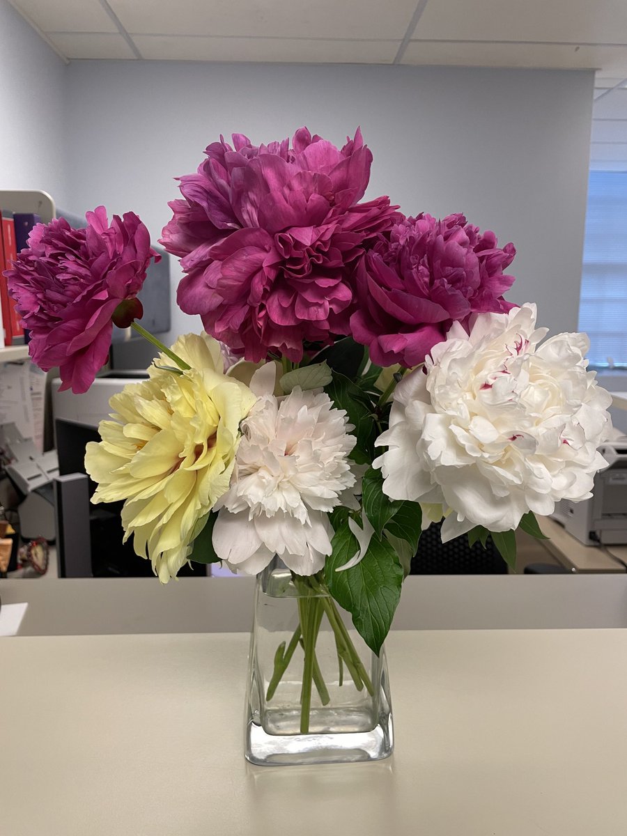 WOliveira_uva's tweet image. Sharing peonies from my garden with the laboratory team.
