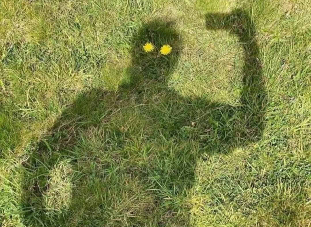 the first dandelions... somebody has a great sense of humour😅
