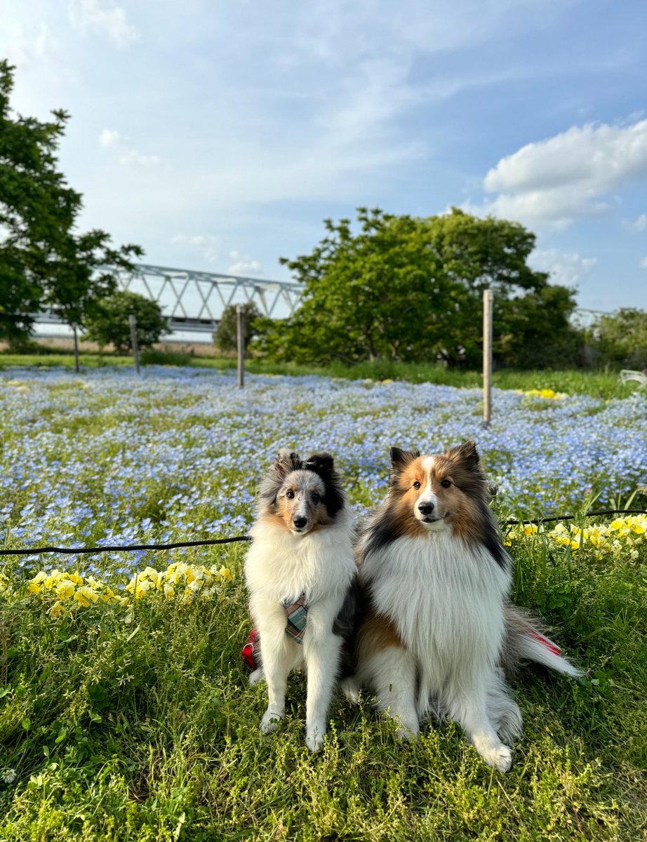 ネモフィラも見つけた！