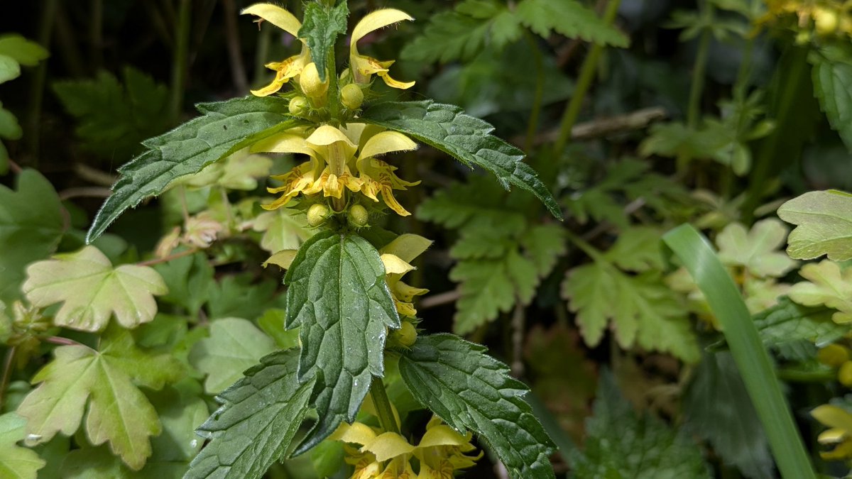 suecartwright's tweet photo. Pretty pale petals growing in whirls; opening into golden bells; non-stinging Dead Nettles brighten the woods; guarding against mischief, keeping peace for the good. #deadnettle #wildflower #nature #beauty #spring #live #life #joy https://t.co/hYfK5wP4B2