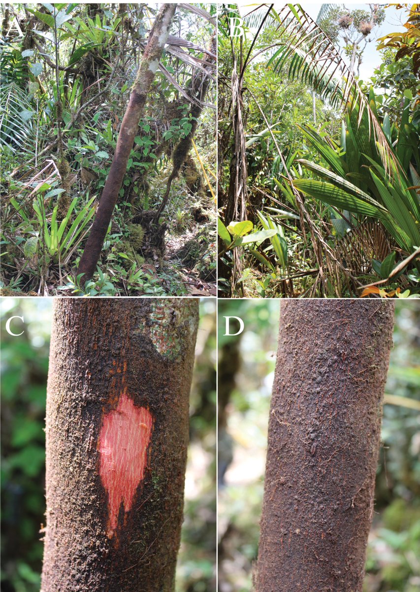 Researchers describe and illustrate a newly discovered legume species from the tepui-like formations of the Cordillera del Cóndor Region in south-eastern Ecuador.

🔗 doi.org/10.3897/phytok… 

#Fabaceae