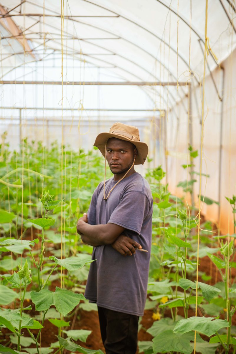 NjengaGreens's tweet image. We’re redefining how cucumbers are grown — #vertically, #sustainably, and locally. 🥒

Urban farms use 90% less water and minimum pesticides to deliver fresh cucumbers year-round. Grown in #controlledenvironments for consistent quality.