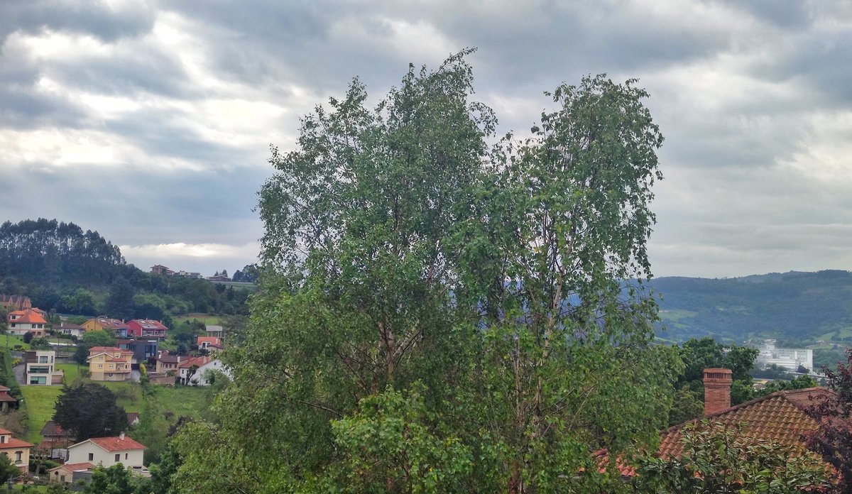 Joaquin Caamaño (@j_caamano) on Twitter photo Comenzamos la semana por el Somió rural con 13°c. y lloviznas intermitentes pero es lo que ayuda a que luzca este bonito verde.
#gijón
<a href="/AEMET_Asturias/">AEMET_Asturias</a>
<a href="/TurismoAsturias/">TurismoAsturias</a> Comenzamos la semana por el Somió rural con 13°c. y lloviznas intermitentes pero es lo que ayuda a que luzca este bonito verde.
#gijón
<a href="/AEMET_Asturias/">AEMET_Asturias</a>
<a href="/TurismoAsturias/">TurismoAsturias</a>