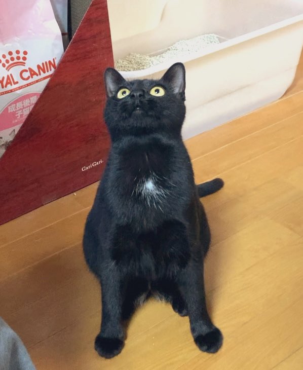 くろねこのじじ on X