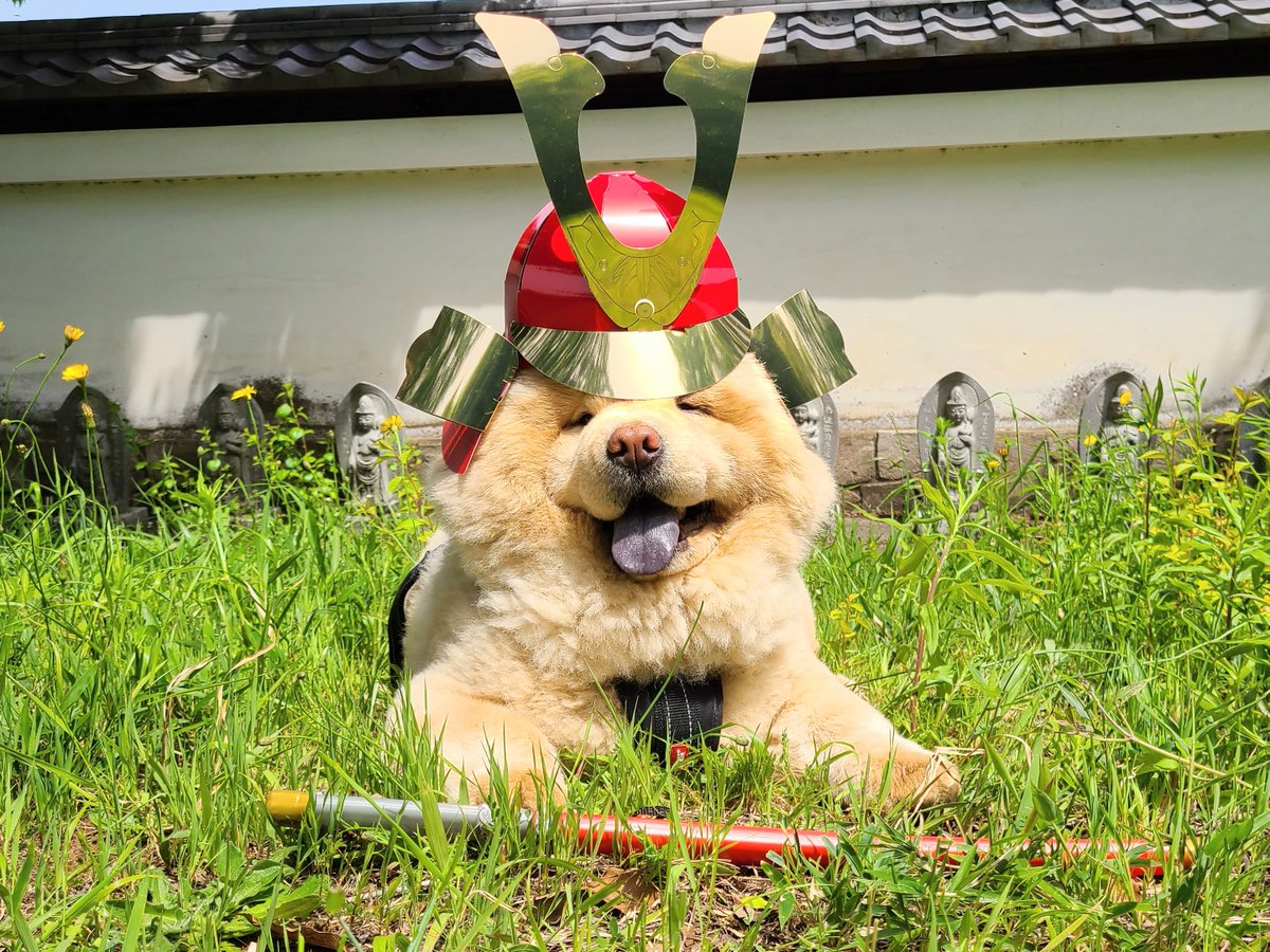 kurizo_chow's tweet photo. もふもふ侍🎏 https://t.co/7fKBRrex4W