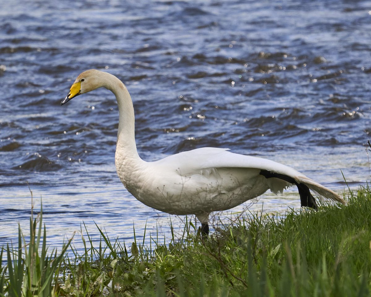 Whooper Swan yoga 🧘🏻‍♂️