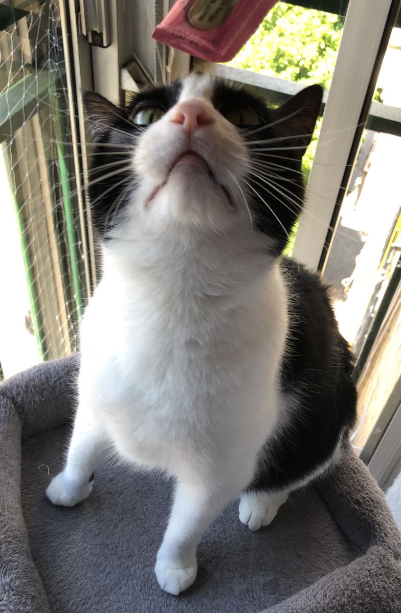 MilySPLN's tweet photo. Willingness to pay : WTP. Pagaría lo que fuera por un Churu ahora mismo. Obsesionada. 😼
@InabaChuru 
#Churu #FelizLunes #FelizLunesATodos https://t.co/aEkadLtFR1