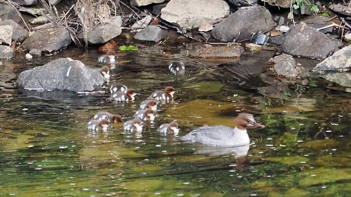 Goosander with 12 young on River Swale in Richmond today.  I suspect this was their first day out of the nest.