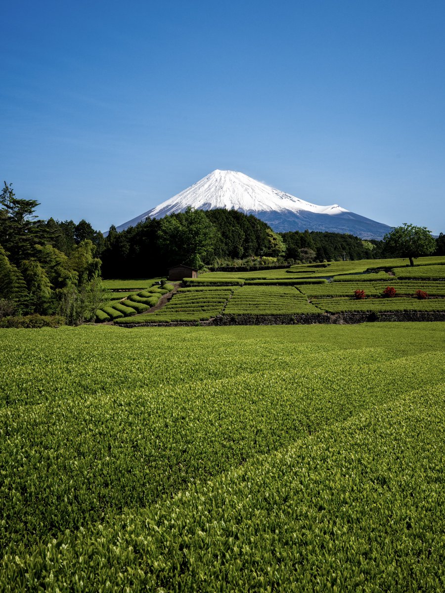 RyotaKawaguchi's tweet photo. 今の時期の静岡では日本らしさを感じる景色が見られる https://t.co/HJaAb04PrT