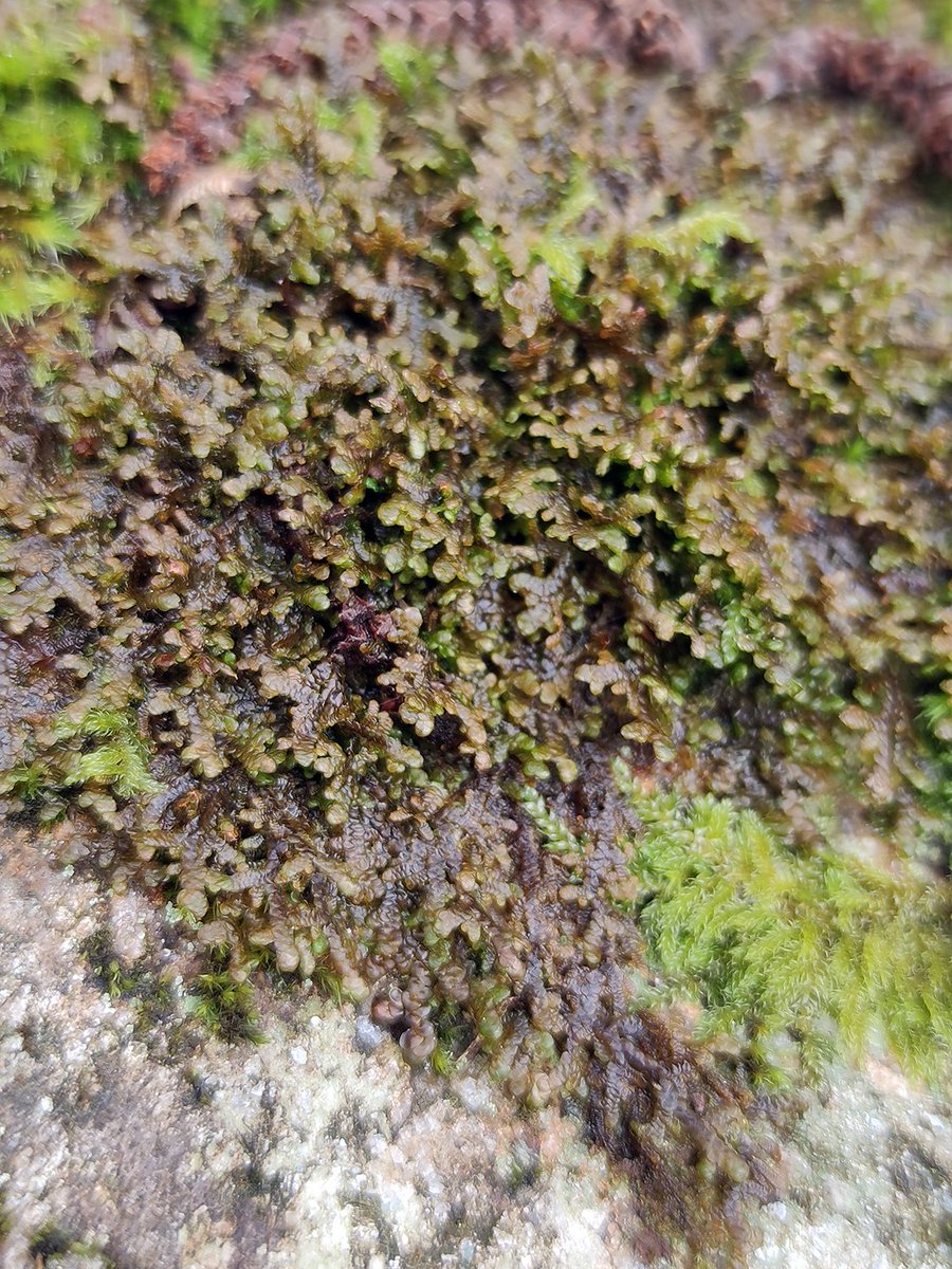 The green and brown Frullania tamarisci – Tamarisk Scalewort – thriving on bark in a moist lowland riparian forest. Holidays in Ireland 😍.